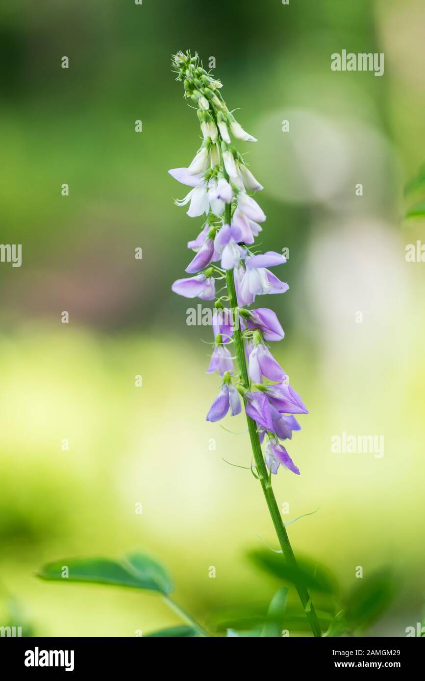 Goat's rue growing in an English country garden, England Stock Photo