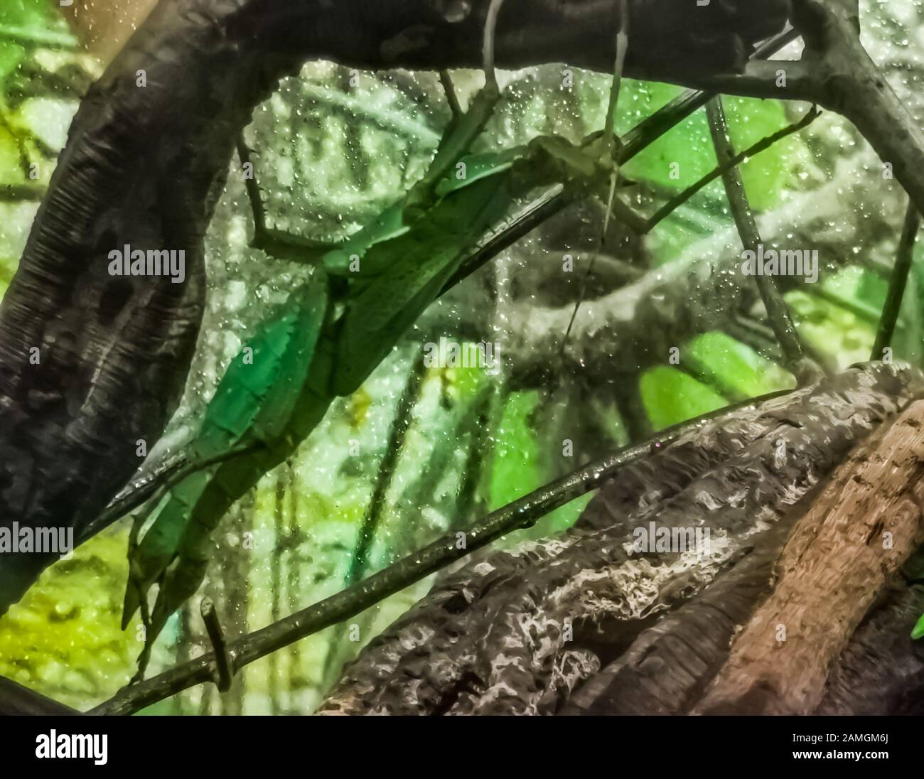 closeup of a green female malayan jungle nymph, walking stick insect