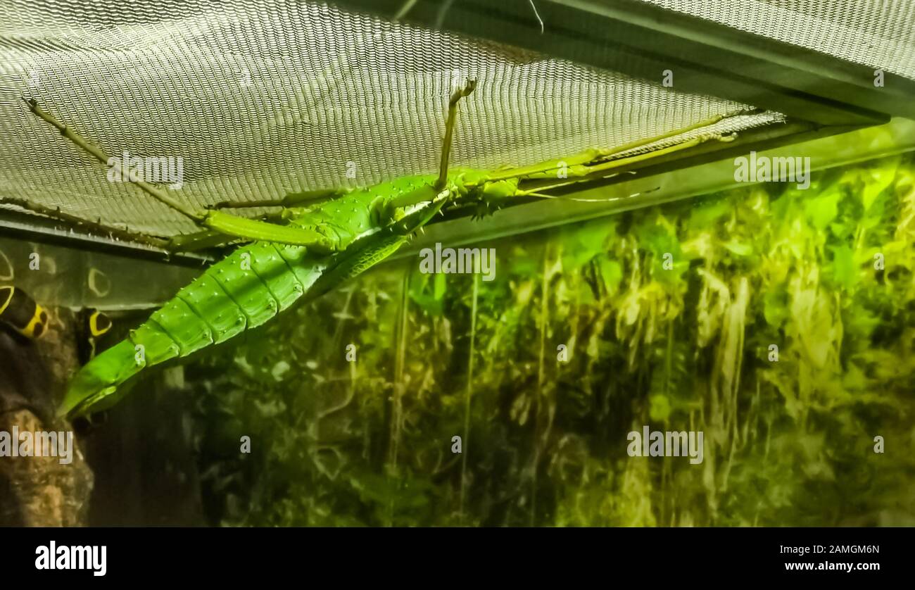 green female malayan jungle nymph in closeup, walking stick insect