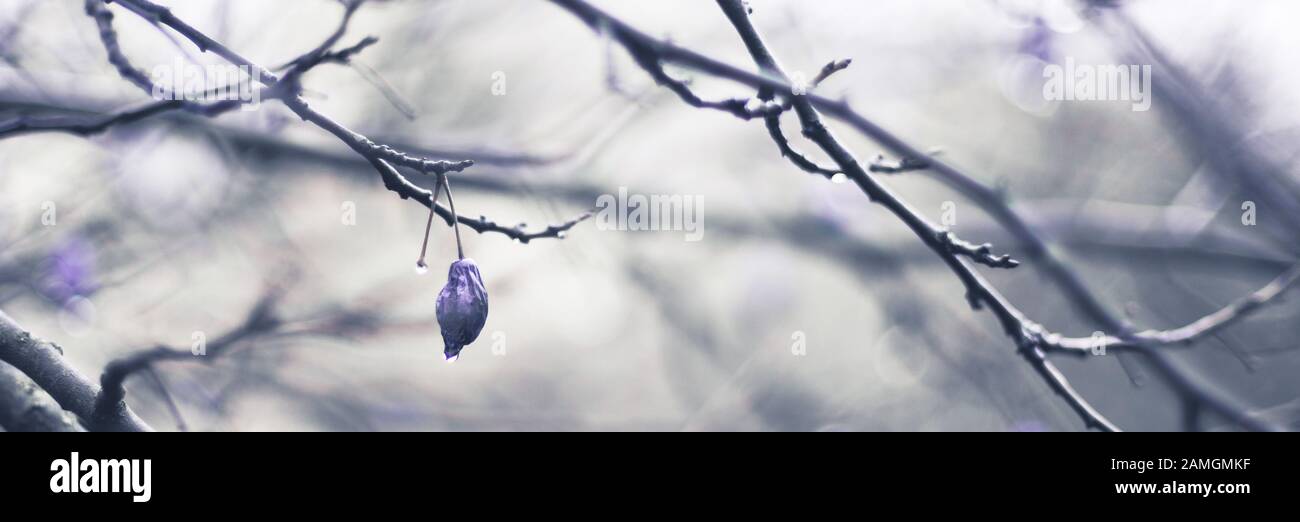 Dry purple plum fruits on wet tree branches. Stock Photo