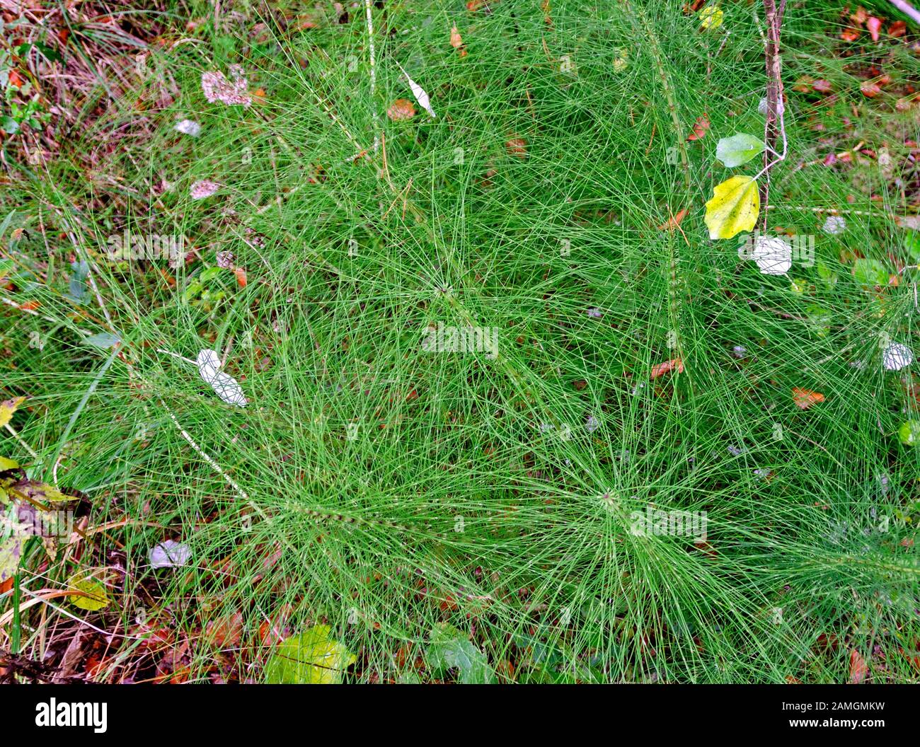 view from above on some horsetail plants on the forest ground Stock Photo
