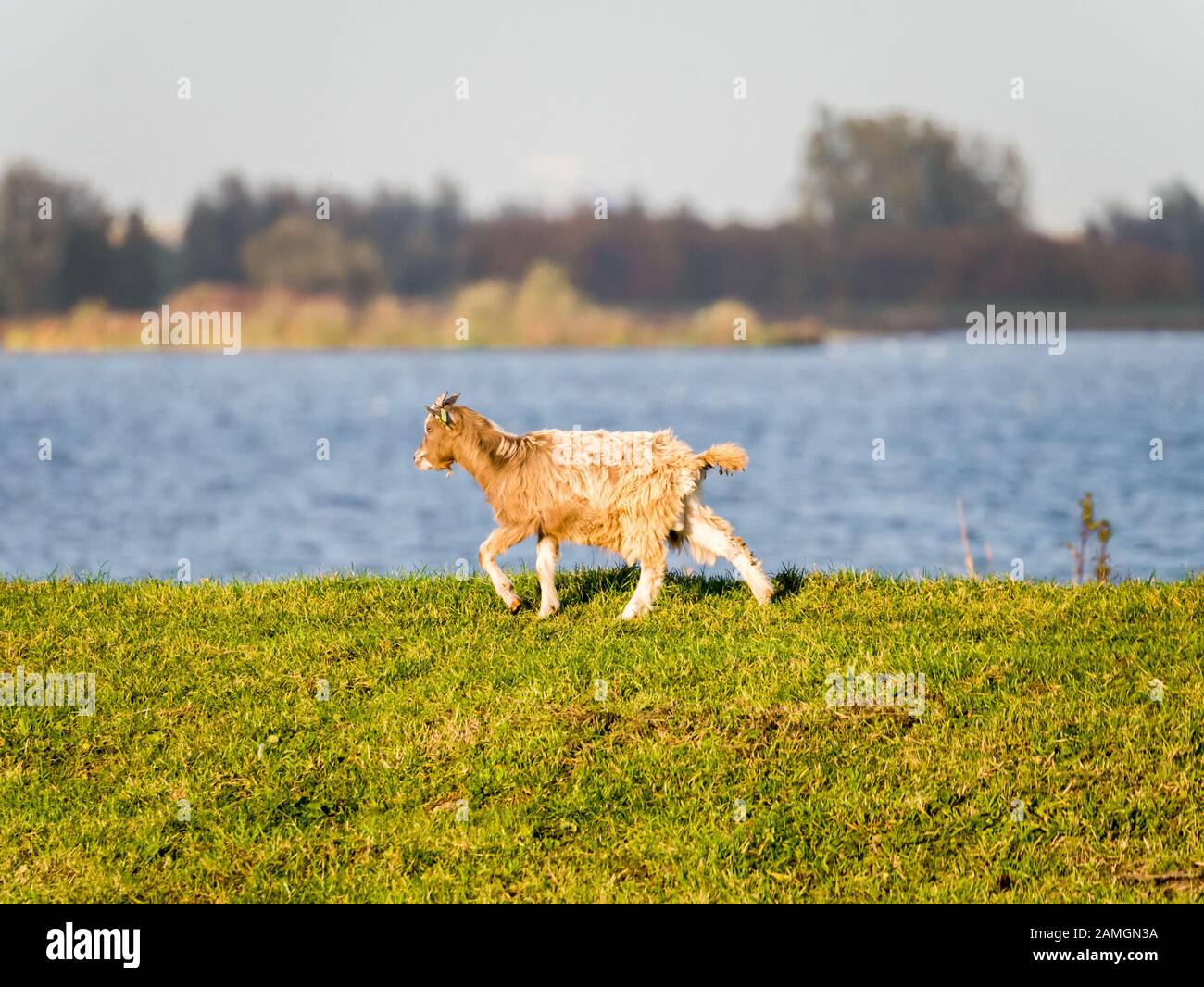 Brown goat walking on dike of lake with water as blurred background, Netherlands Stock Photo