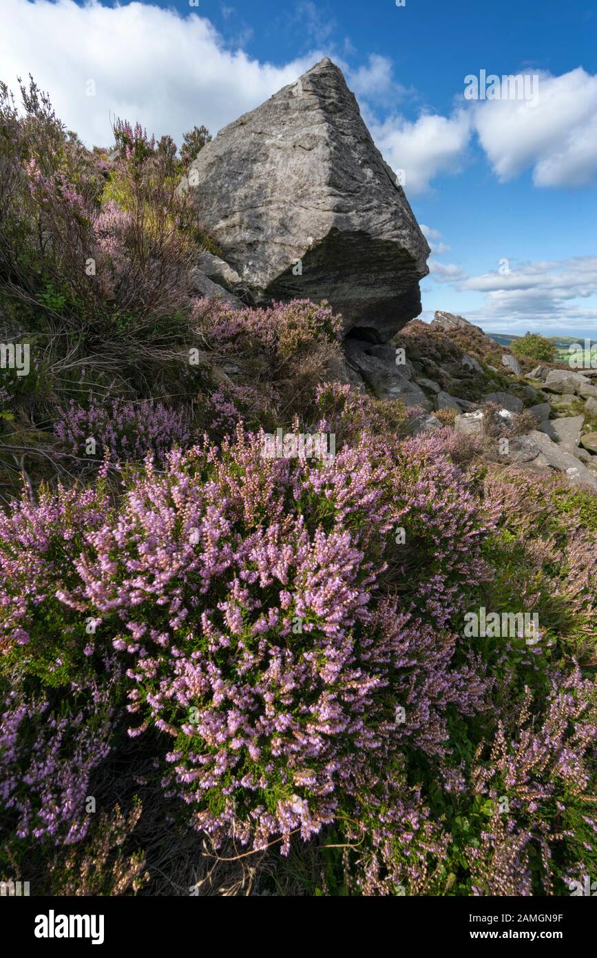 Summer heather growing around the rocks of Harbottle Crags, Northumberland, England Stock Photo