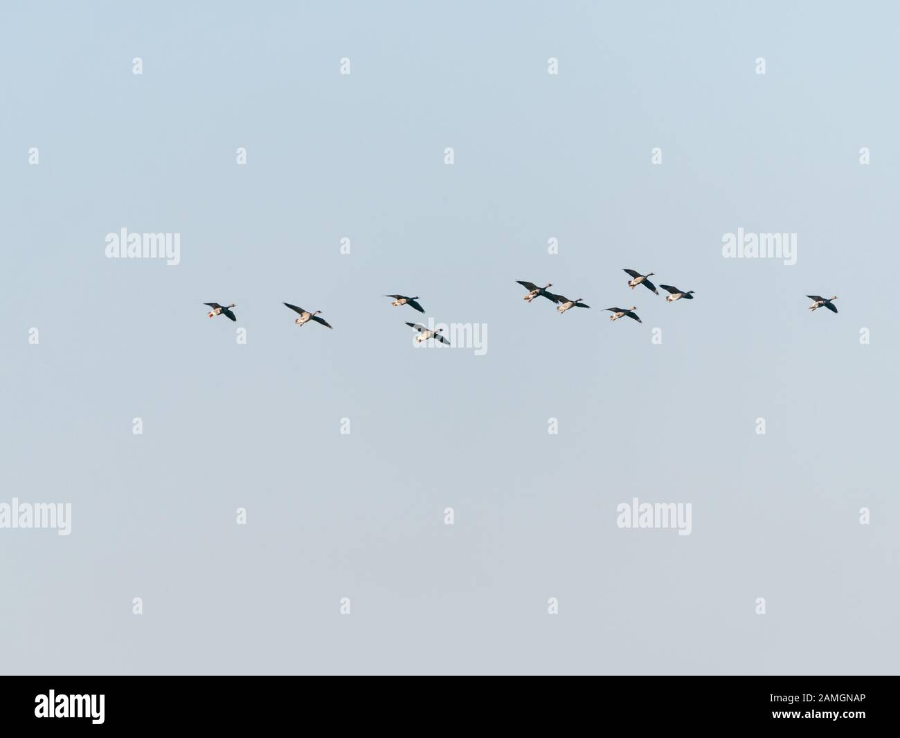 Group of greylag geese, Anser anser, flying against pastel blue sky, bird migration in Netherlands Stock Photo