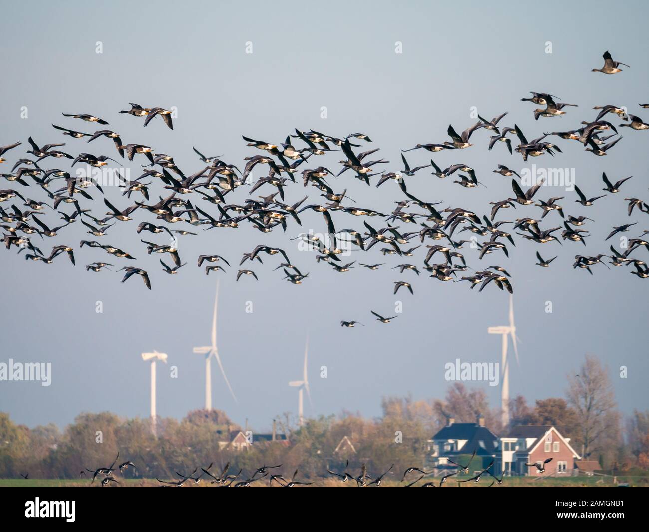 Group of white-fronted geese, Anser albifrons, flying in polder Eempolder, bird migration in Netherlands Stock Photo
