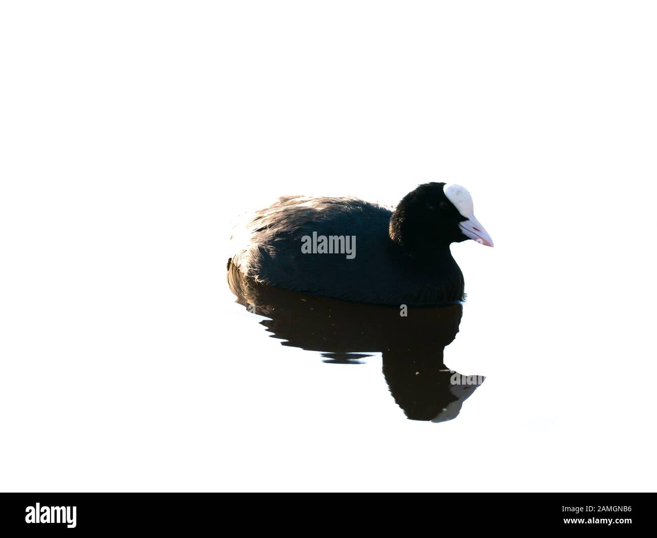 Black coot, Fulica atra, floating on water, Netherlands Stock Photo