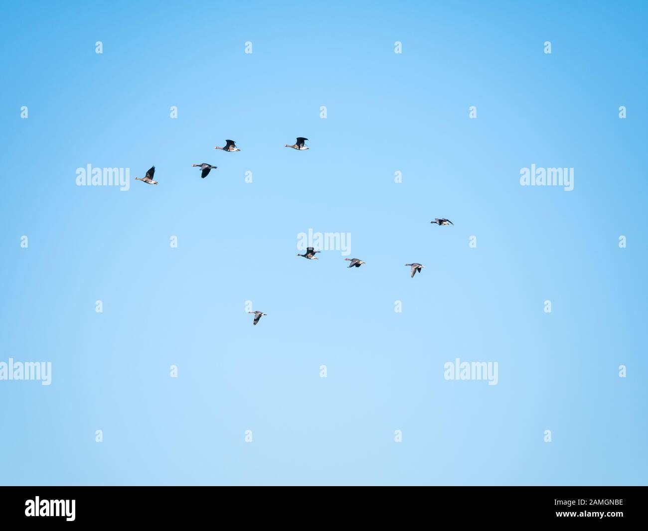 Group of white-fronted geese, Anser albifrons, in flight against blue sky, bird migration in Netherlands Stock Photo