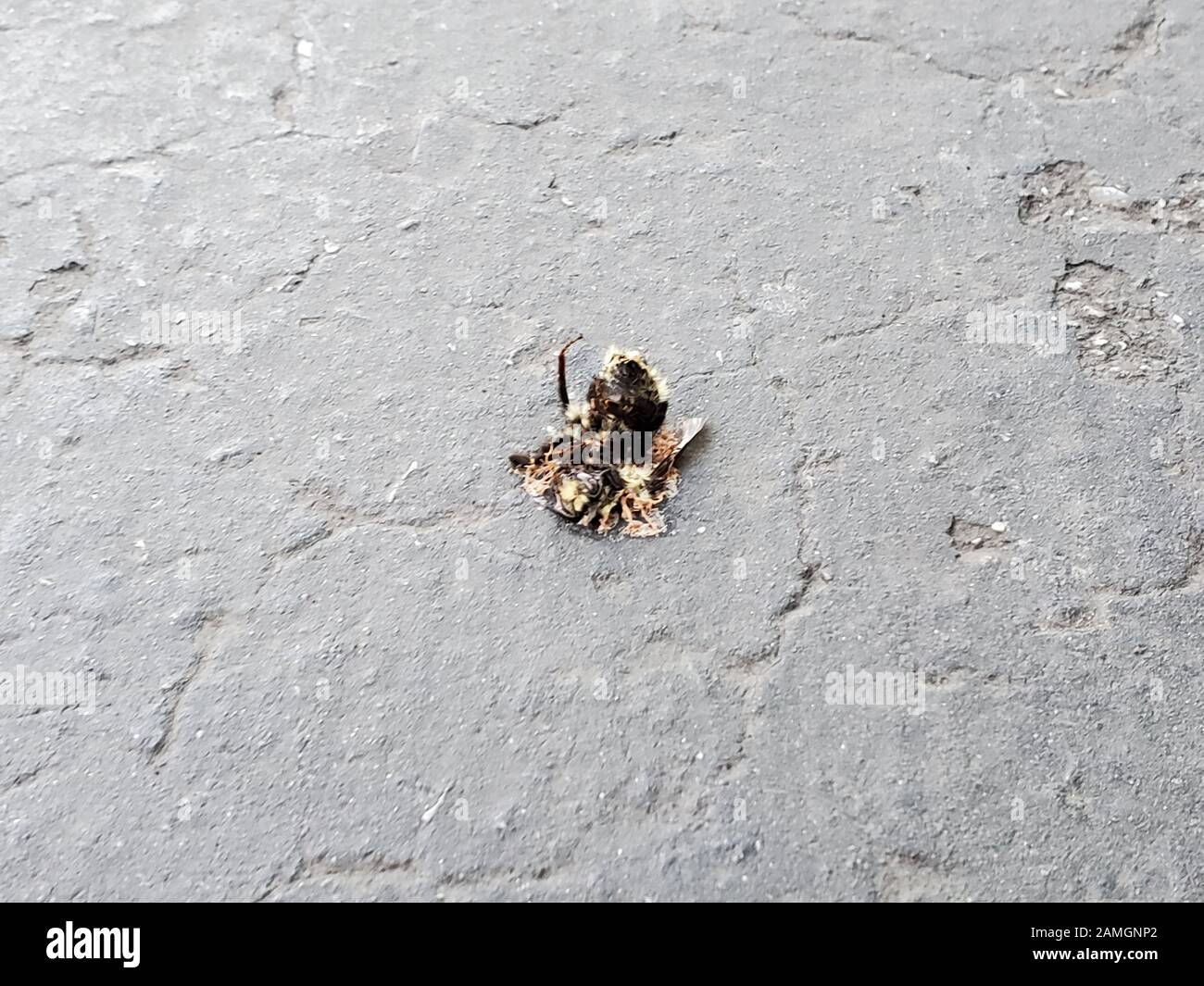 Close-up of crushed bee on roadway, San Ramon, California, December 27, 2019. Bee populations have faced challenges due to disease, human impacts, and other unknown factors. () Stock Photo