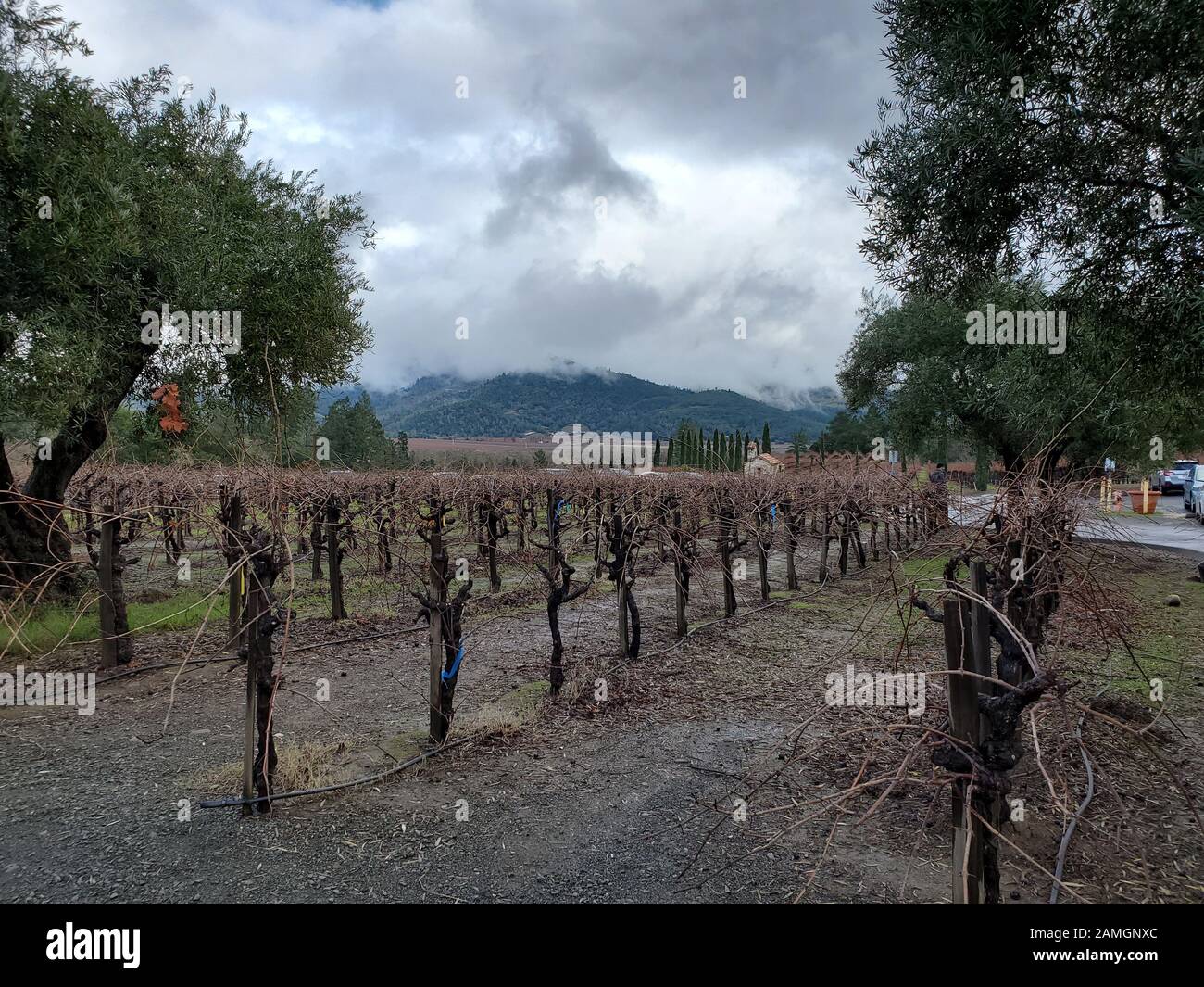 Grapevines at Castello di Amorosa, a vineyard in the Calistoga AVA of the Napa Valley in the California Wine Country, housed in a large reconstruction of a Tuscan castle, Calistoga, California, December 22, 2019. Castello di Amorosa is a popular tourist destination for visitors to the Napa Valley. () Stock Photo