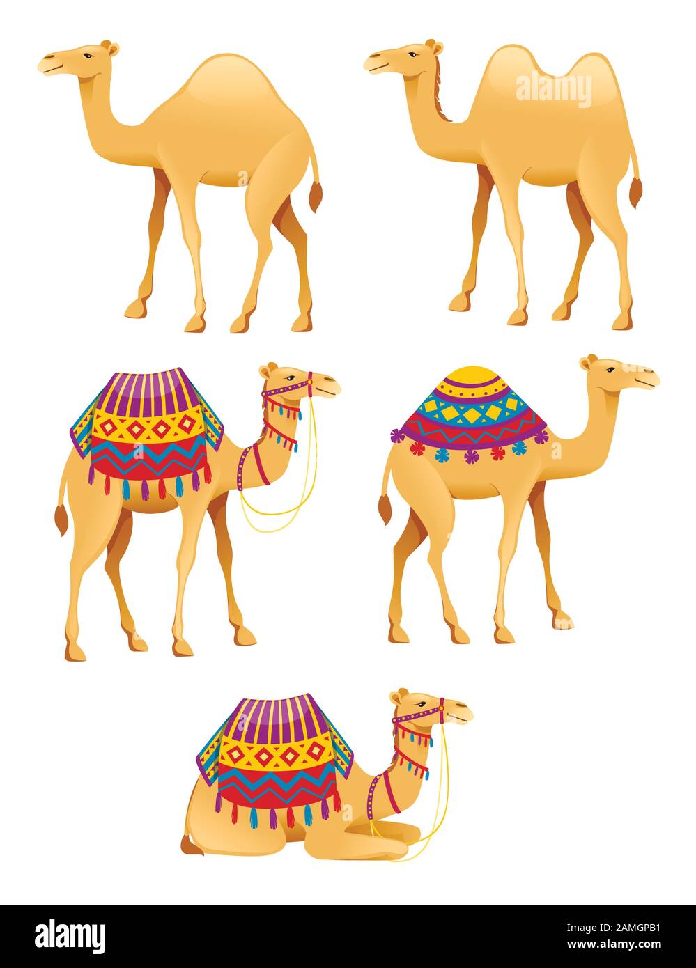Set Of Cute Two Hump And One Hump Camels With Decorative Saddle Cartoon Animal Design Flat Vector Illustration Isolated On White Background Stock Vector Image Art Alamy