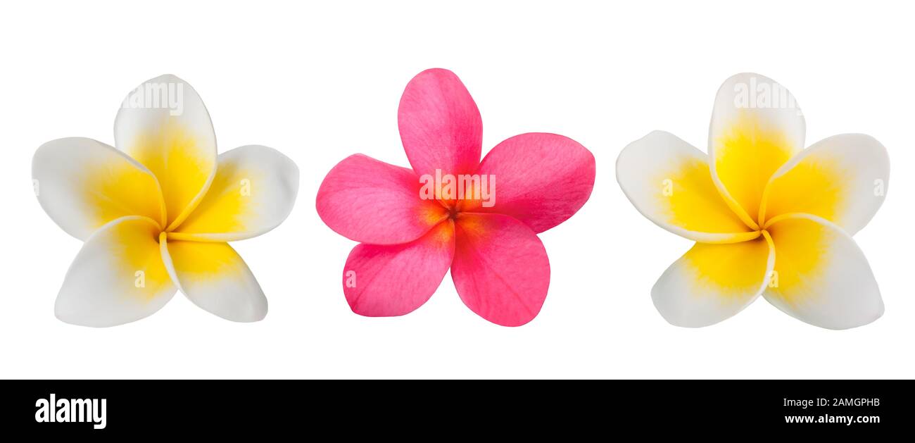 White Frangipani High Resolution Stock Photography And Images Alamy