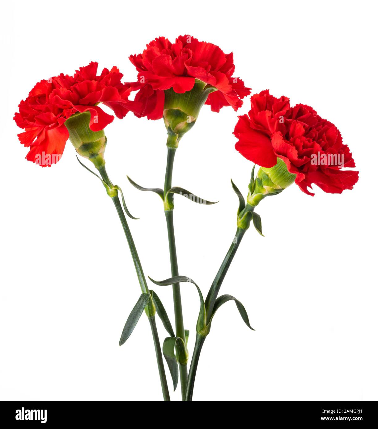 Red carnation flower isolated on white background Stock Photo Alamy