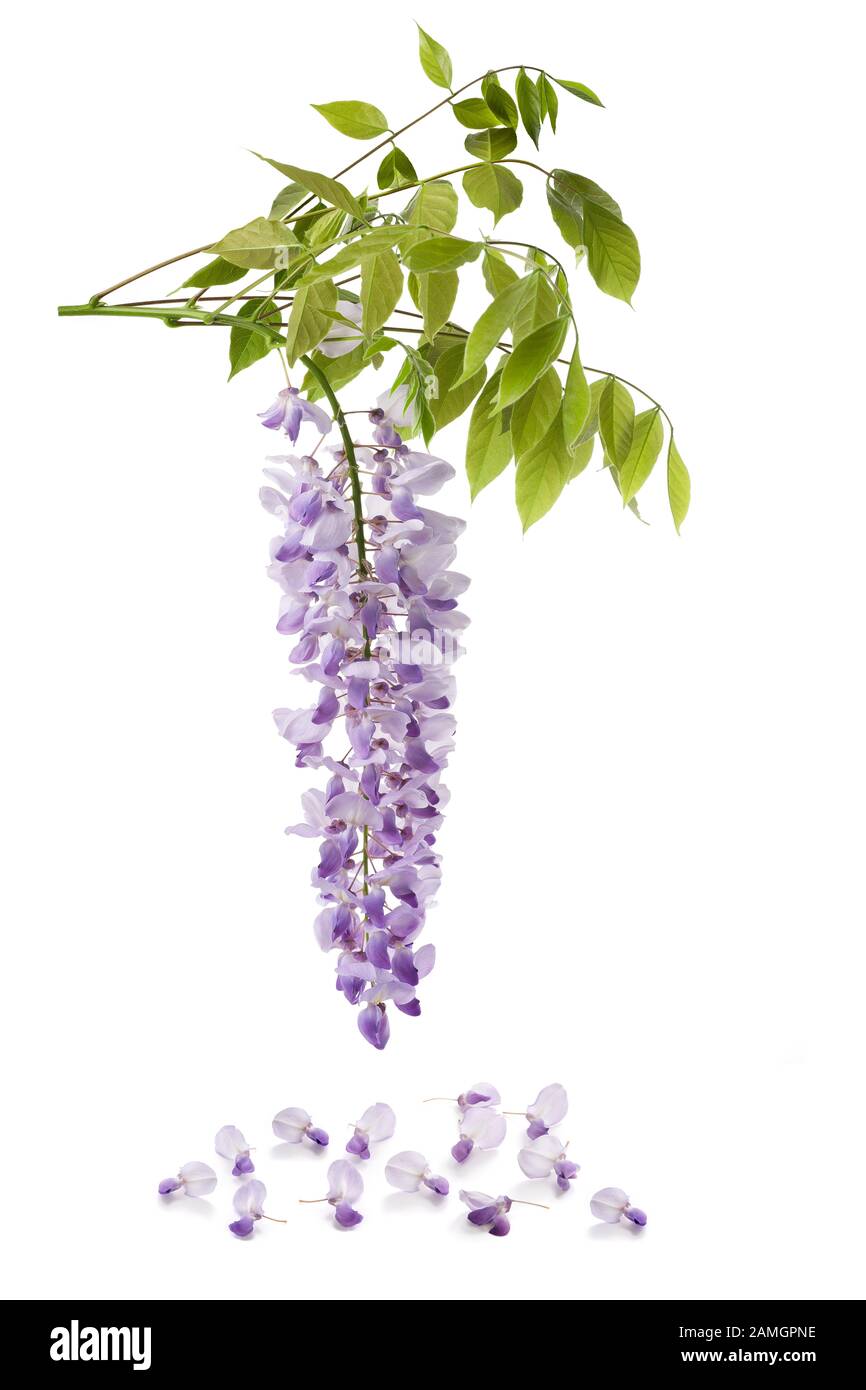 Wisteria flowers isolated on white background Stock Photo