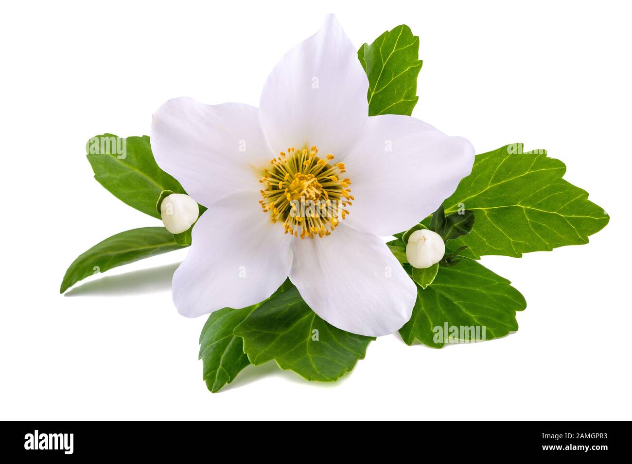 Hellebore flower (Christmas rose) isolated on white Stock Photo