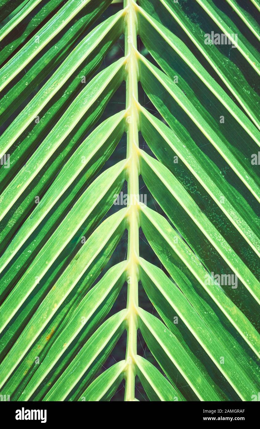 Close up of a palm tree leaf, selective focus. Stock Photo