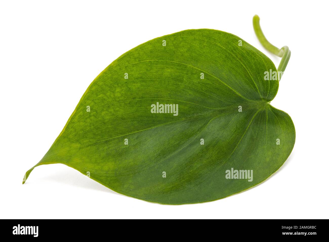 philodendron scandens leaf isolated on white background Stock Photo