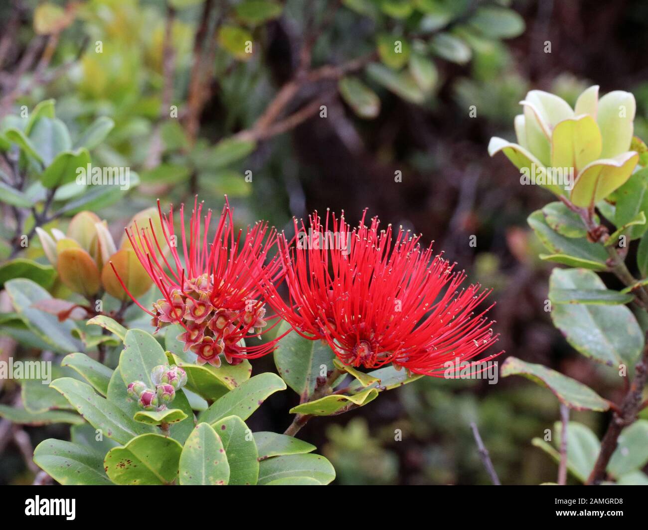 Flower of the Ohia tree, Hawaiian Islands Stock Photo