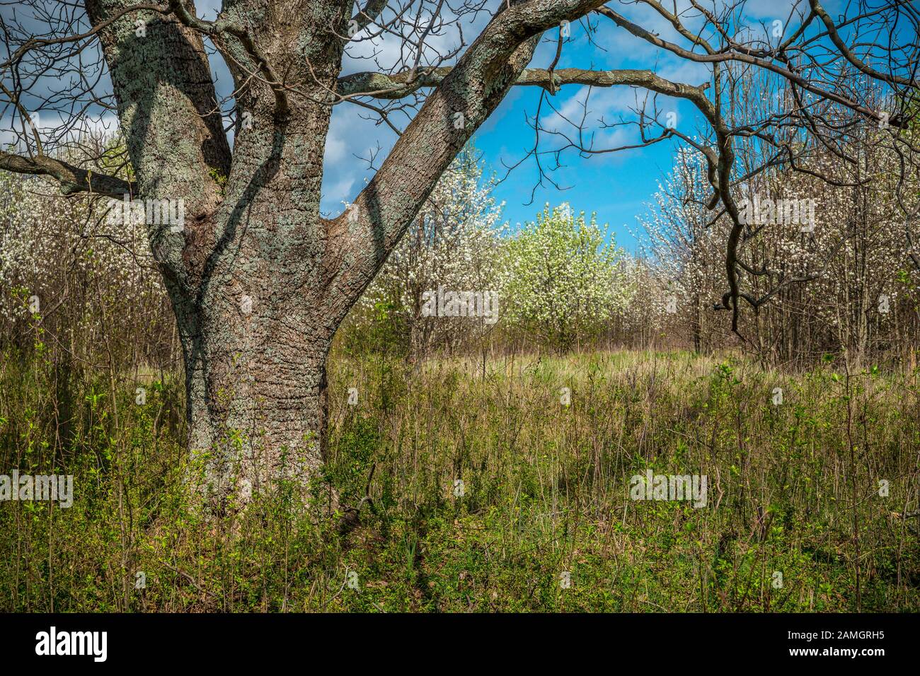 Closeup of a large tree in the field of tall grasses with flowering trees in the background on a sunny day in early springtime Stock Photo