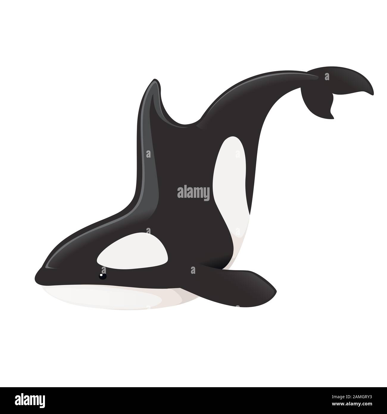 Whale killer orcinus orca Stock Vector Images - Alamy