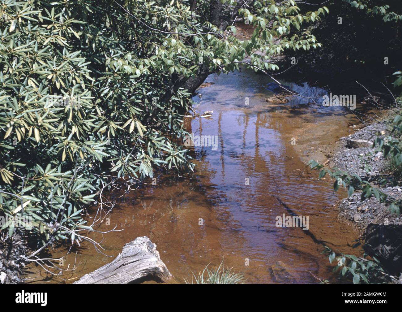 Vernacular photograph taken on a 35mm analog film transparency, believed to depict green plants beside body of water during daytime, 1965. Major topics/objects detected include Water, Tree, Stream, River, Plant, Riparian Forest and Nature. () Stock Photo
