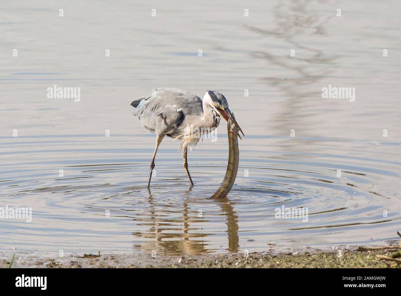 Heron eating eel hires stock photography and images Alamy
