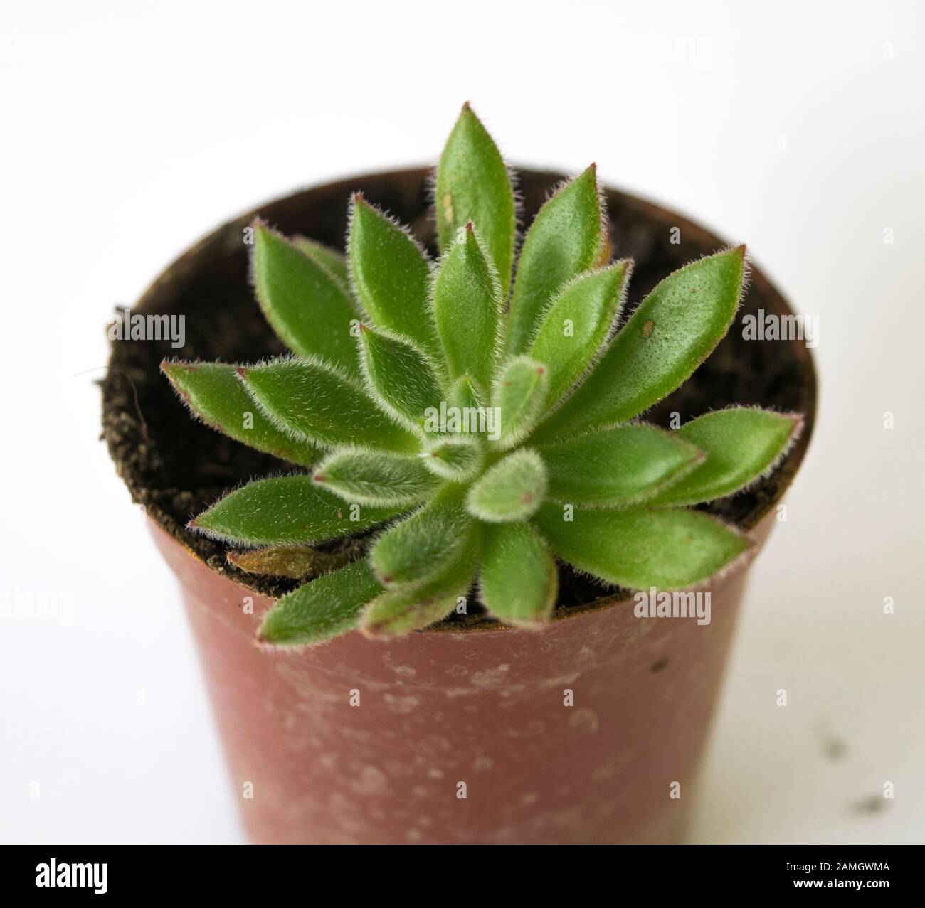 Planta suculenta en maceta Stock Photo