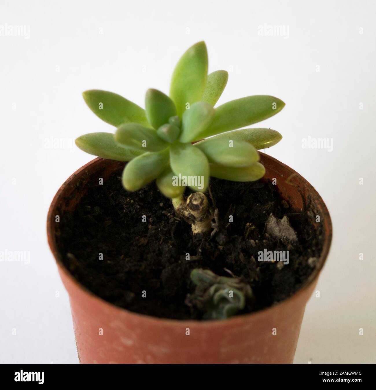 Planta suculenta en maceta Stock Photo