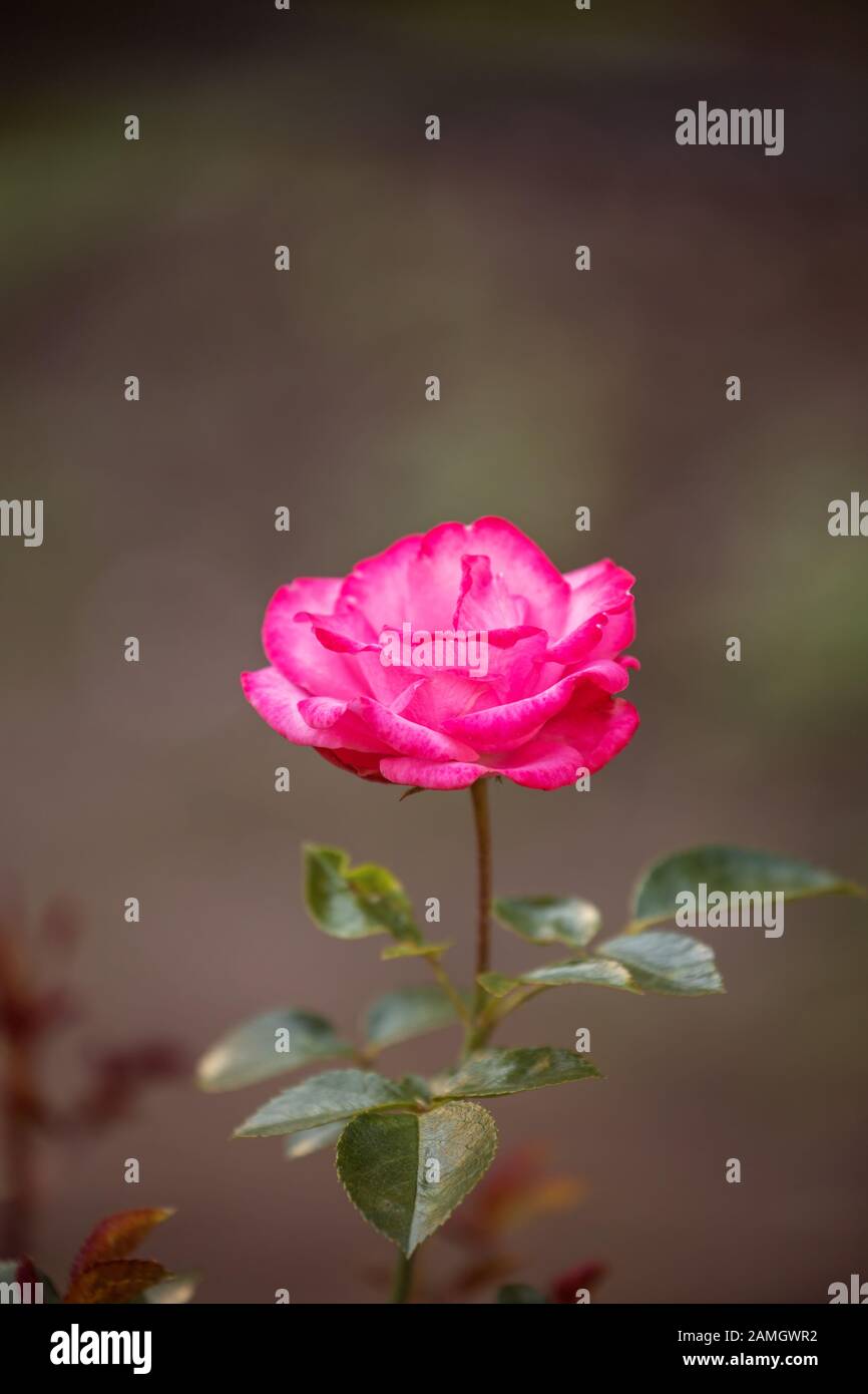 Pink rose in the garden. One flower varieties Bella Rosa on dark background Stock Photo