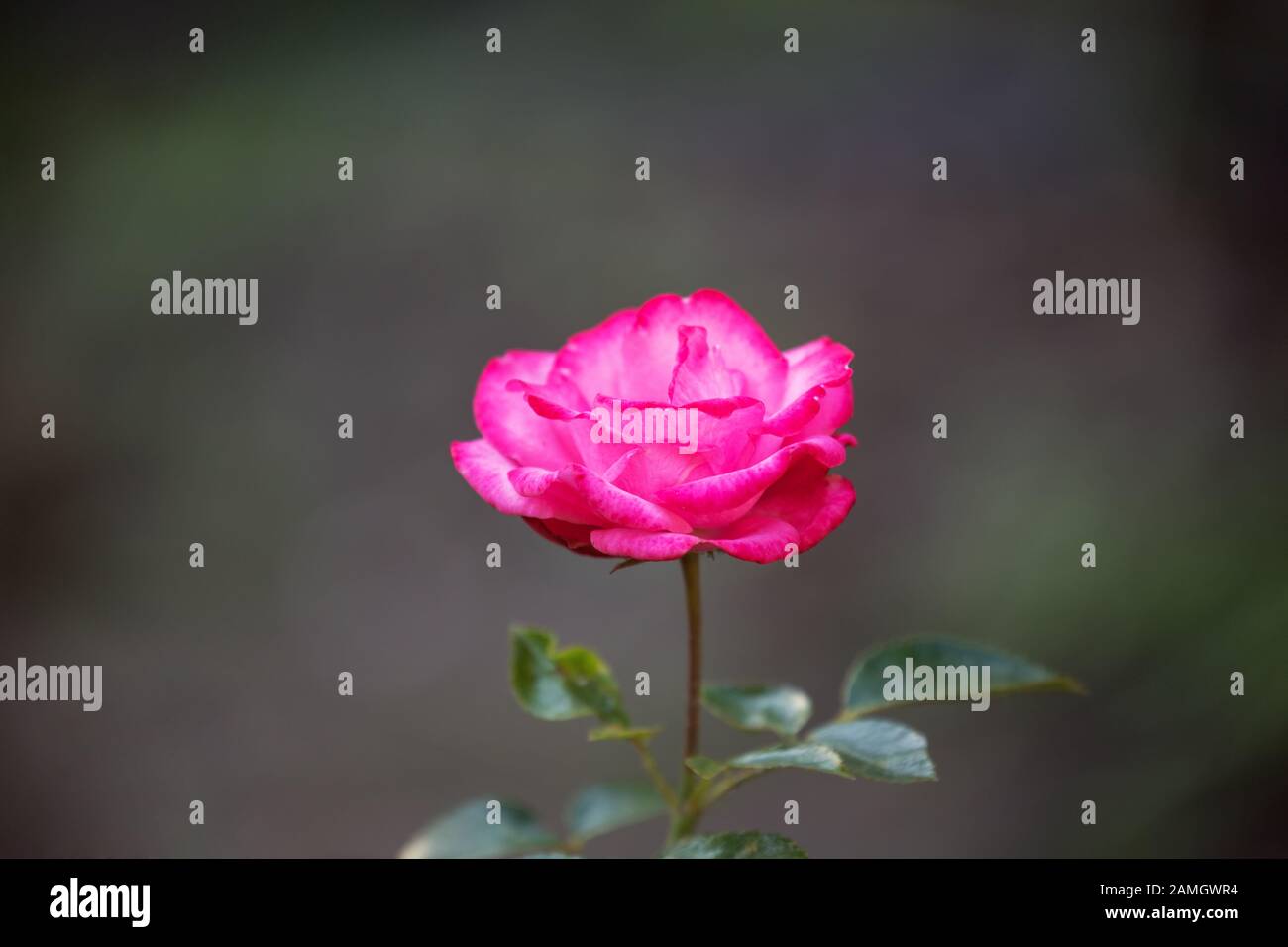 Pink rose on dark background. One flower varieties Bella Rosa in the garden Stock Photo