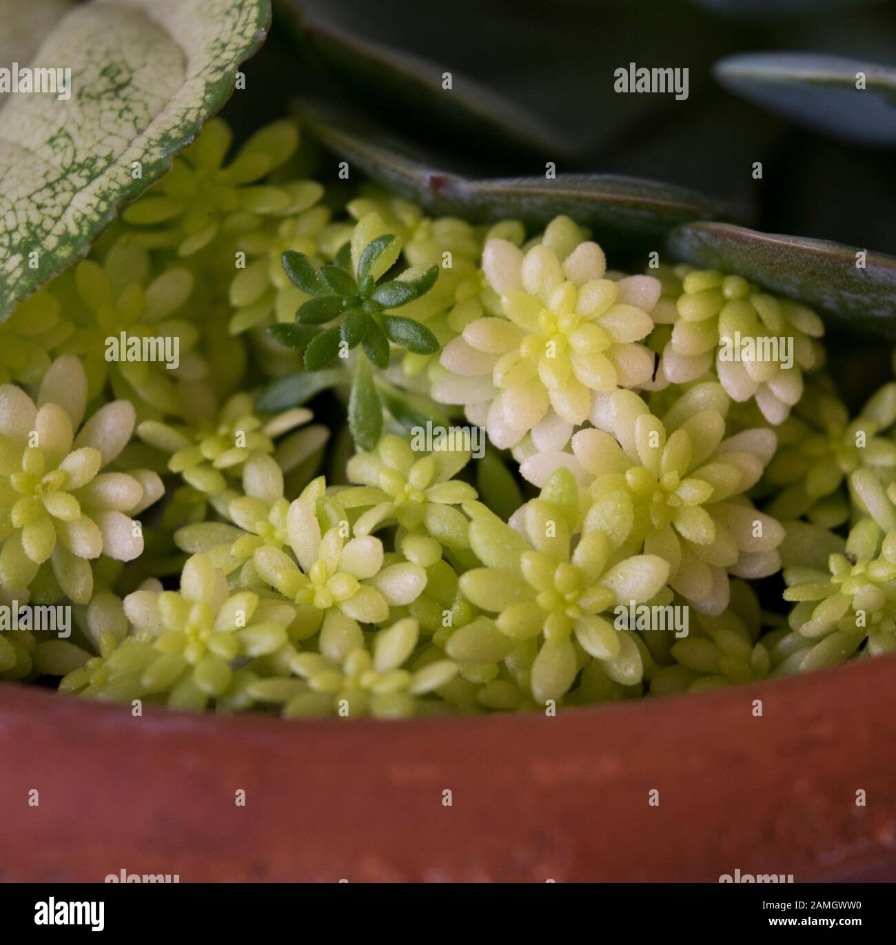 Planta de suculentas hi-res stock photography and images - Alamy