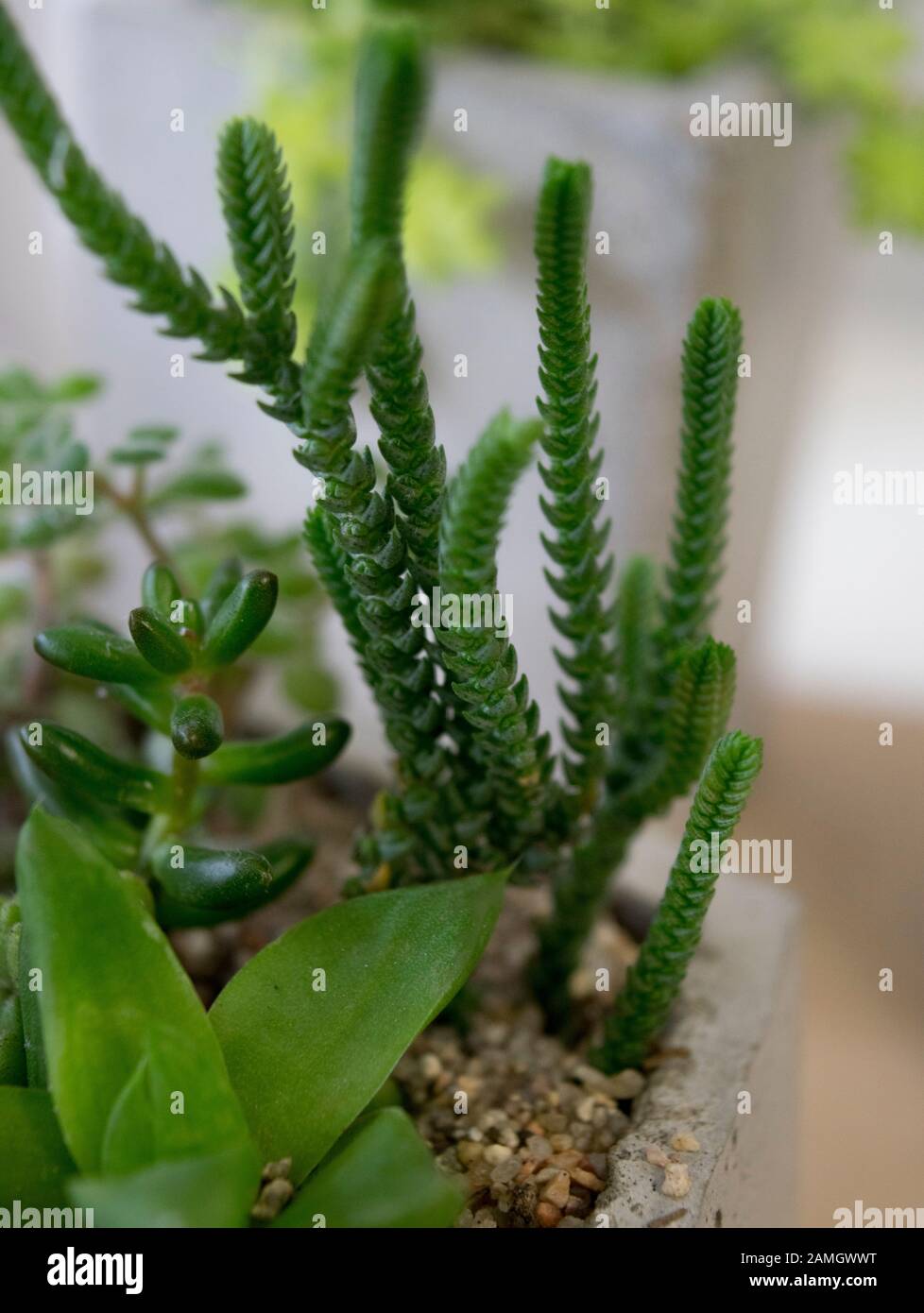 Plano de planta plano de planta hi-res stock photography and images - Alamy
