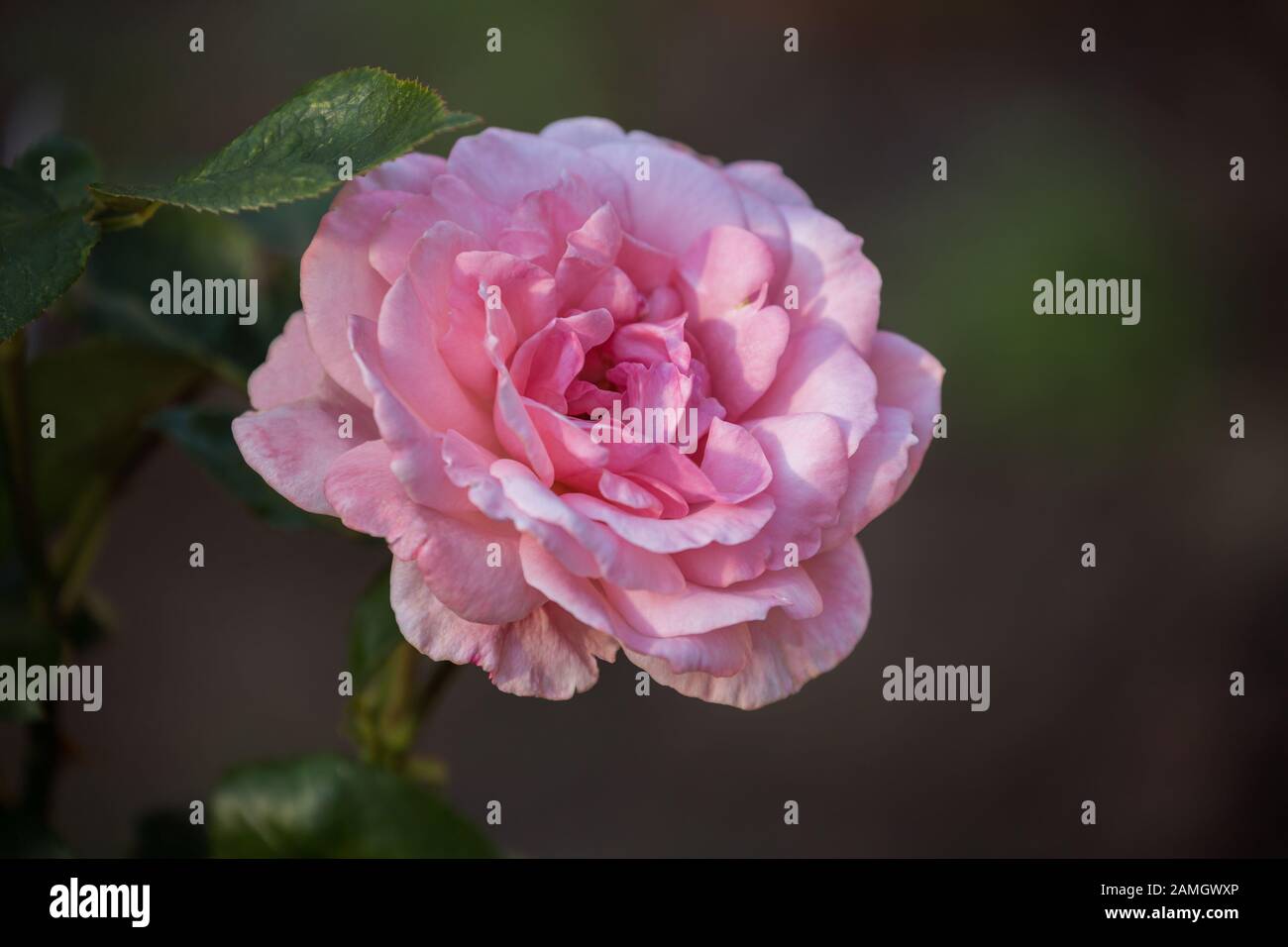Close-up of pink rose flower in garden. Single flower varieties Carina on dark background Stock Photo