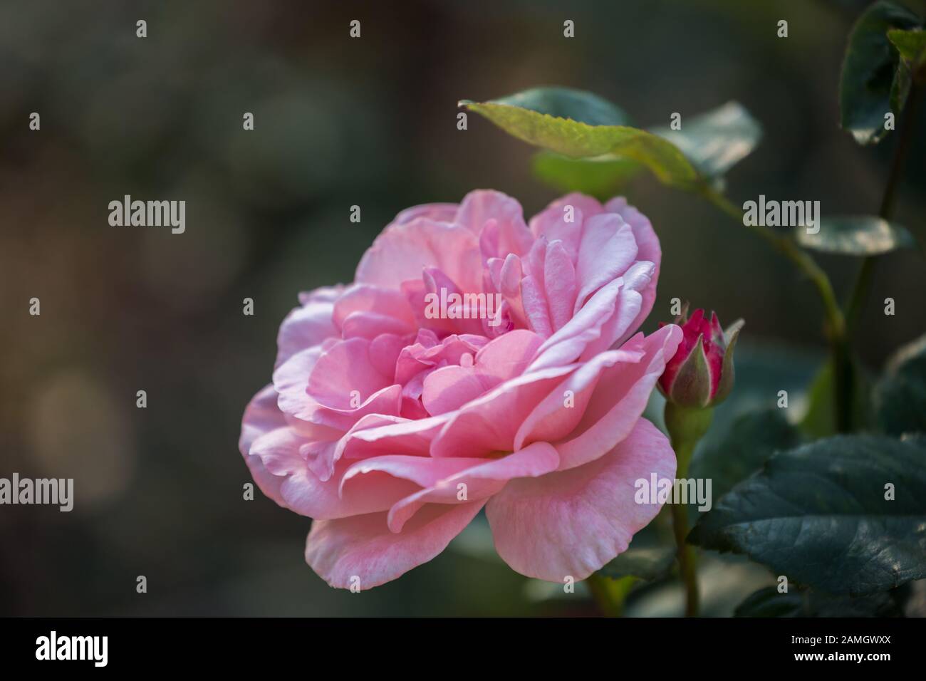 Close-up of pink rose flower on dark background.  Single flower varieties Carina in garden Stock Photo