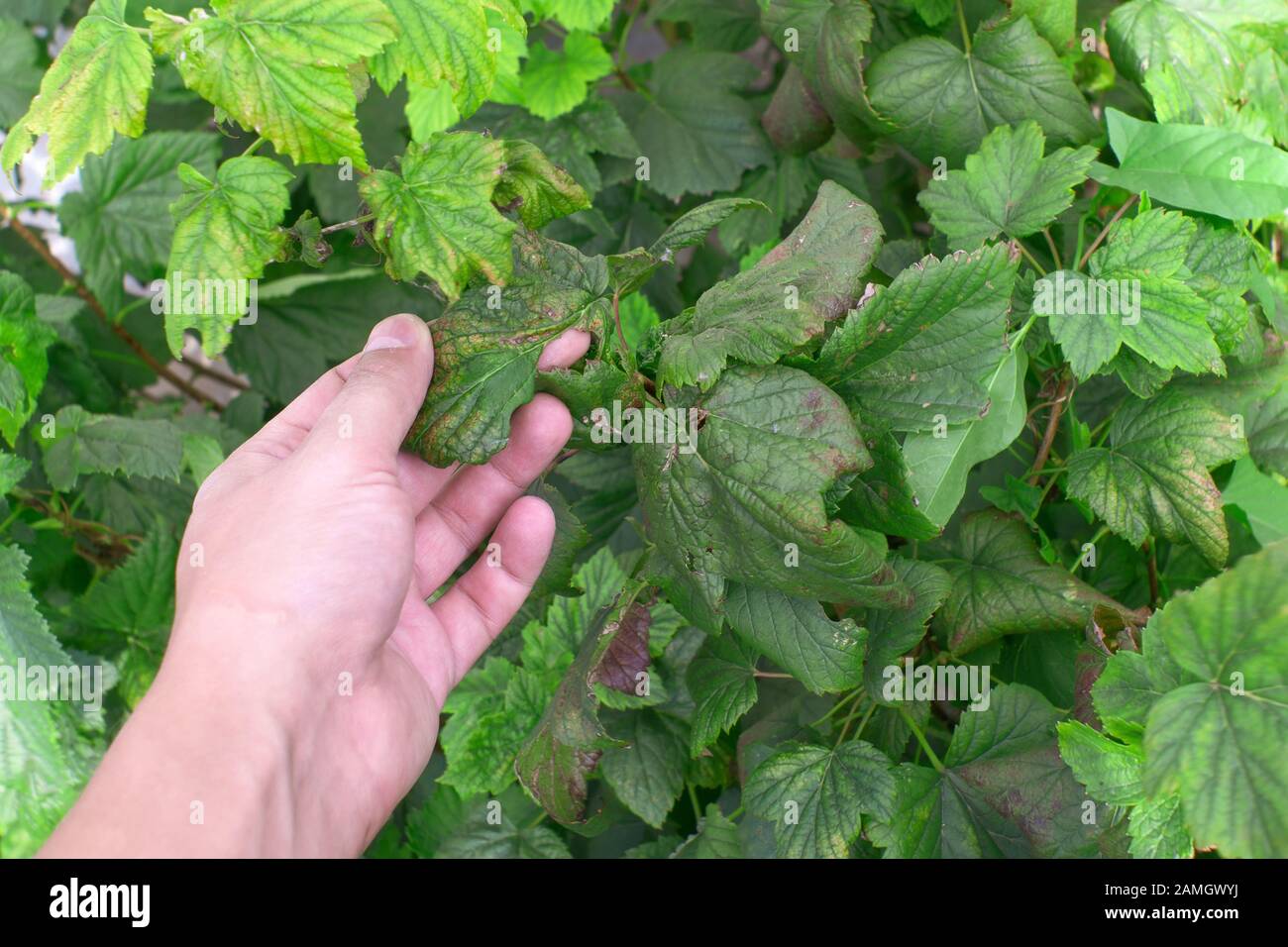 diseases of the leaves of plants such as blackcurrant. a farmer checks a Bush plant to treat leaves against parasites Stock Photo