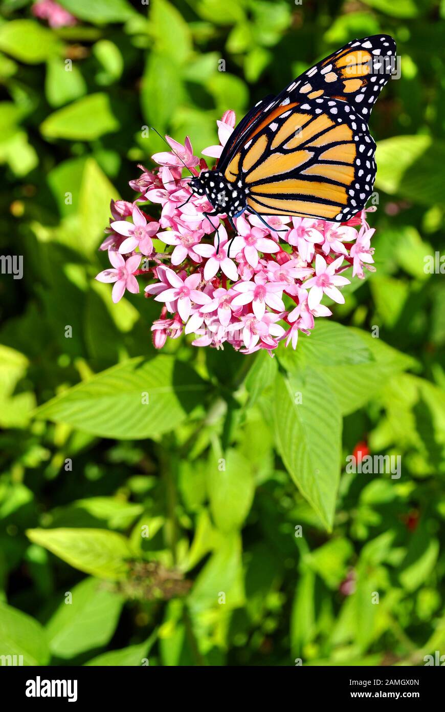 Monarch butterfly Latin name Danaus plexippus Stock Photo Alamy
