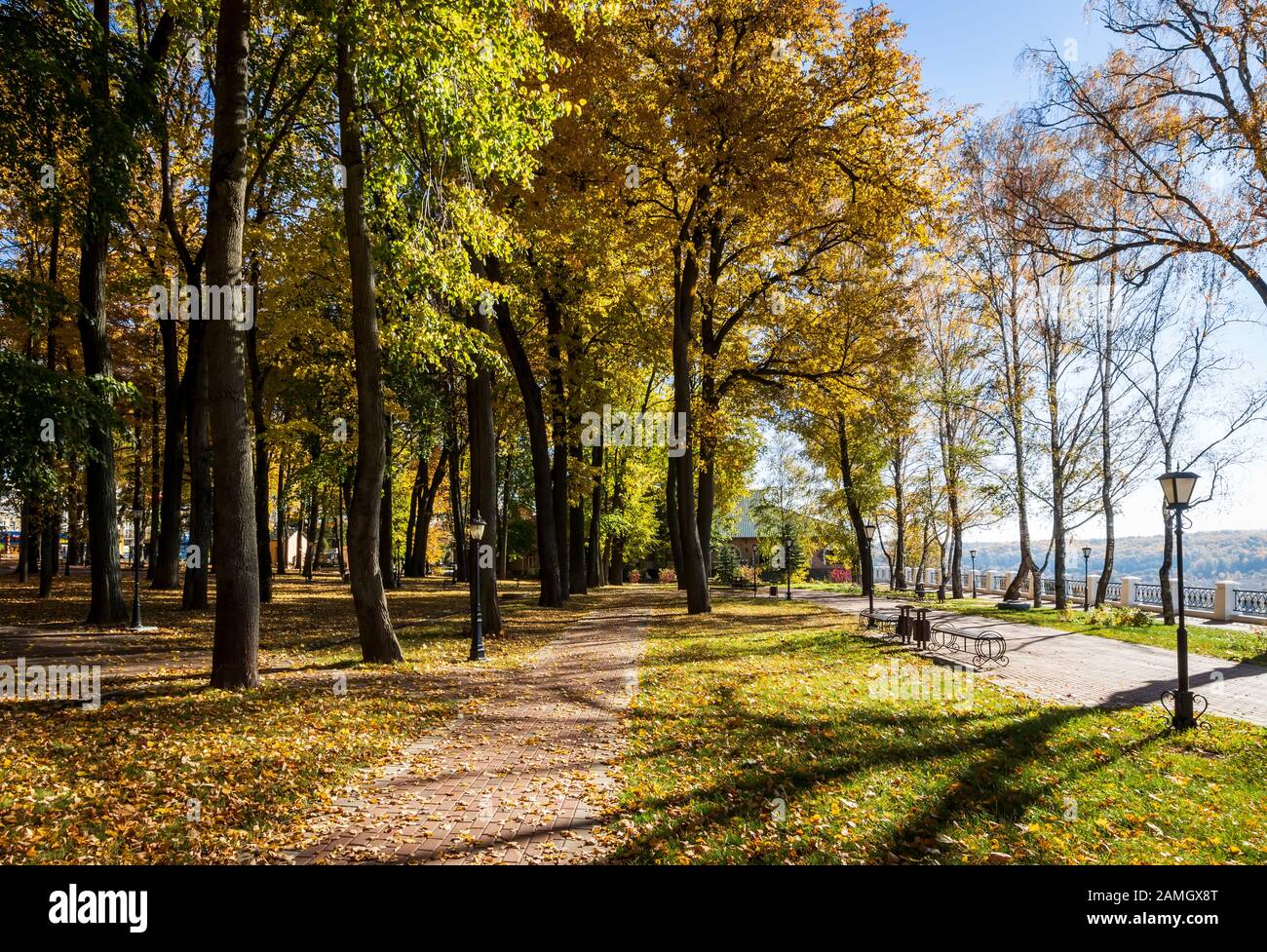 Yellow leaf fall in the park in golden autumn. Landscape with maples ...