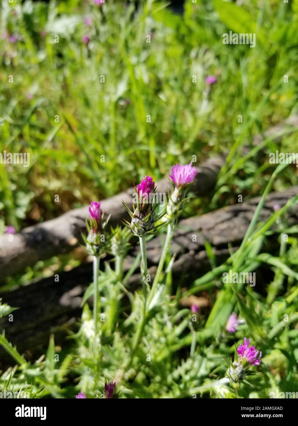 Close-up of wild Carduus pycnocephalus (Italian Thistle) plant growing outdoors in Lafayette, California, April 9, 2019. () Stock Photo