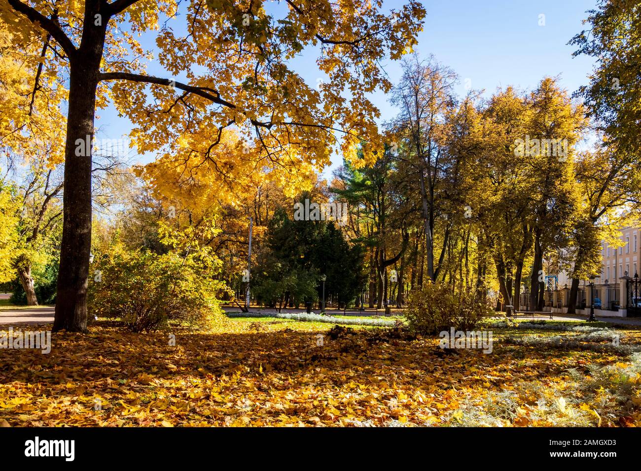 Yellow leaf fall in the park in golden autumn. Landscape with maples ...