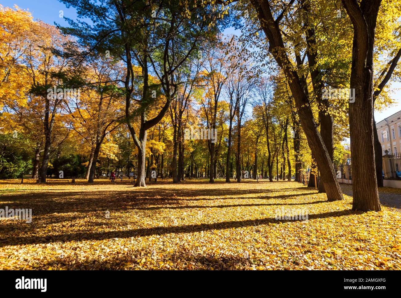 Yellow leaf fall in the park in golden autumn. Landscape with maples ...