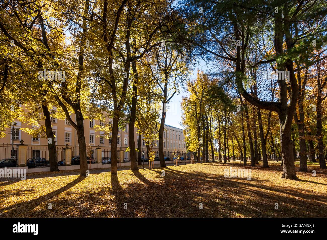Yellow leaf fall in the park in golden autumn. Landscape with maples ...