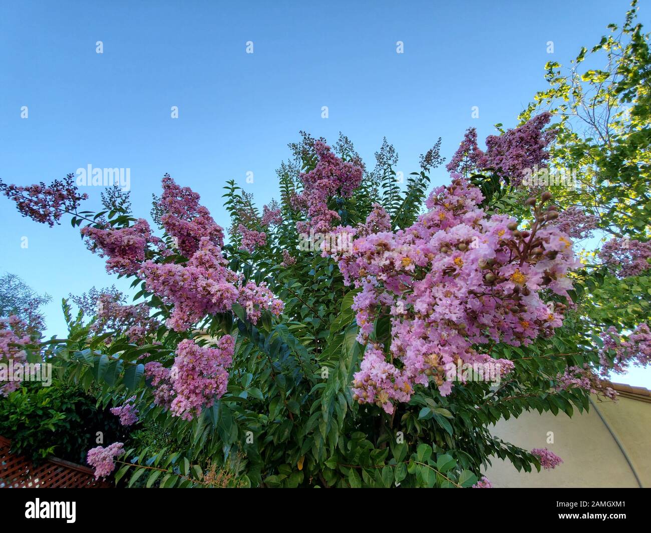 Close-up of a flowering crape myrtle (Lagerstroemia) tree in San Ramon, California, August 14, 2019. () Stock Photo