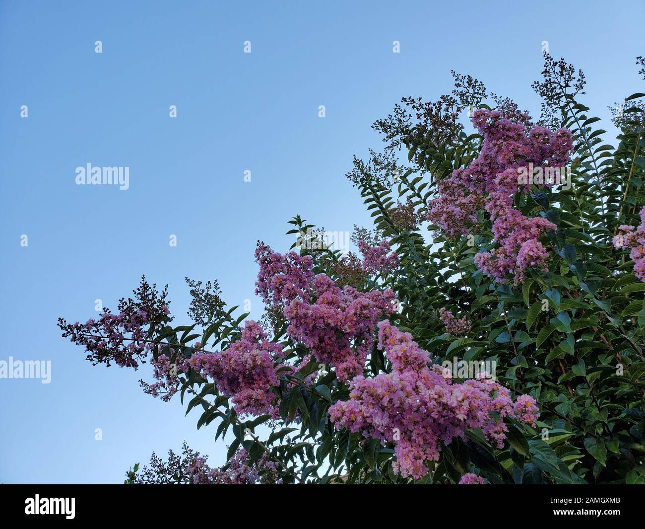 Close-up of a flowering crape myrtle (Lagerstroemia) tree in San Ramon, California, August 14, 2019. () Stock Photo