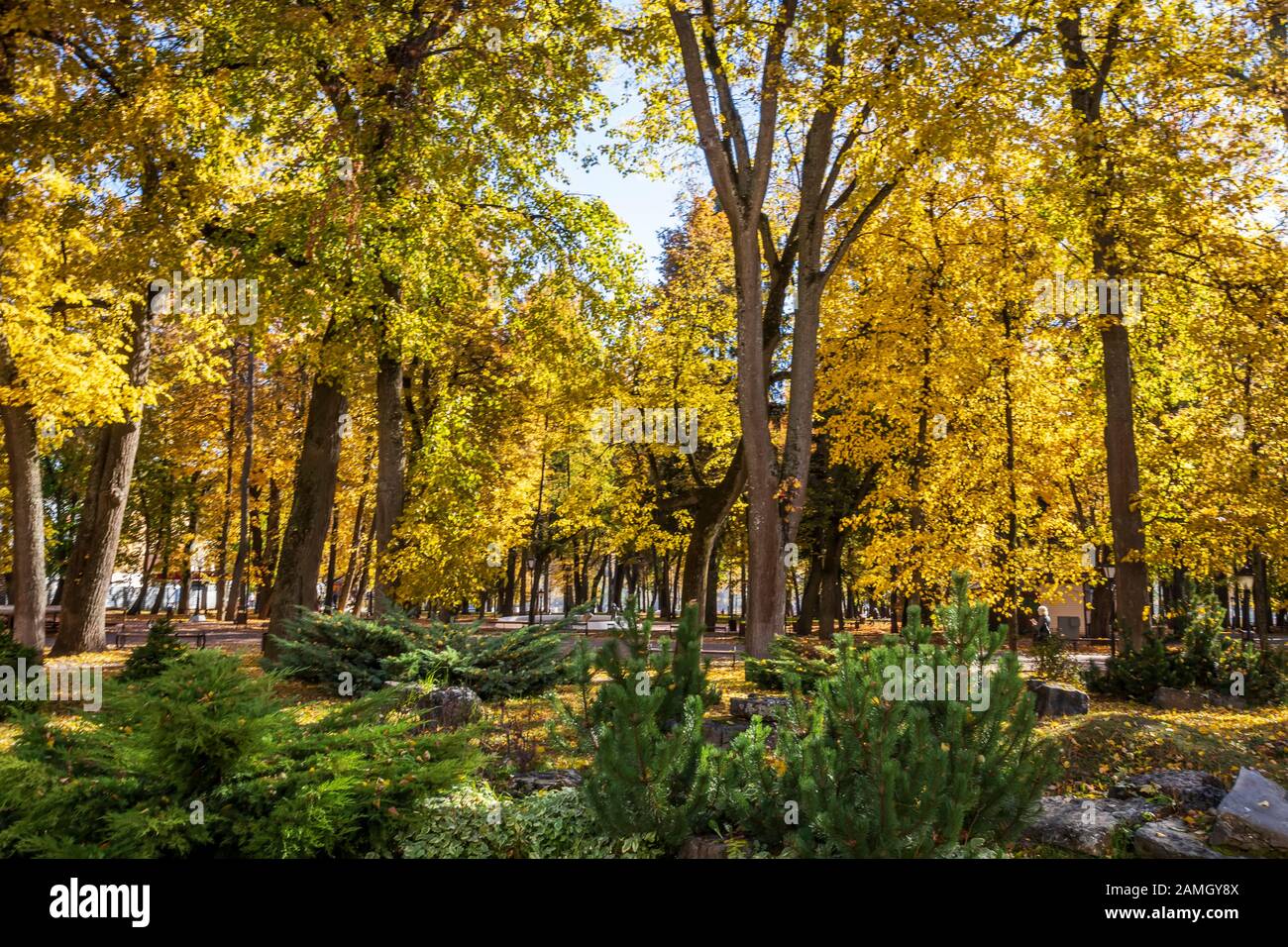 Yellow leaf fall in the park in golden autumn. Landscape with maples ...