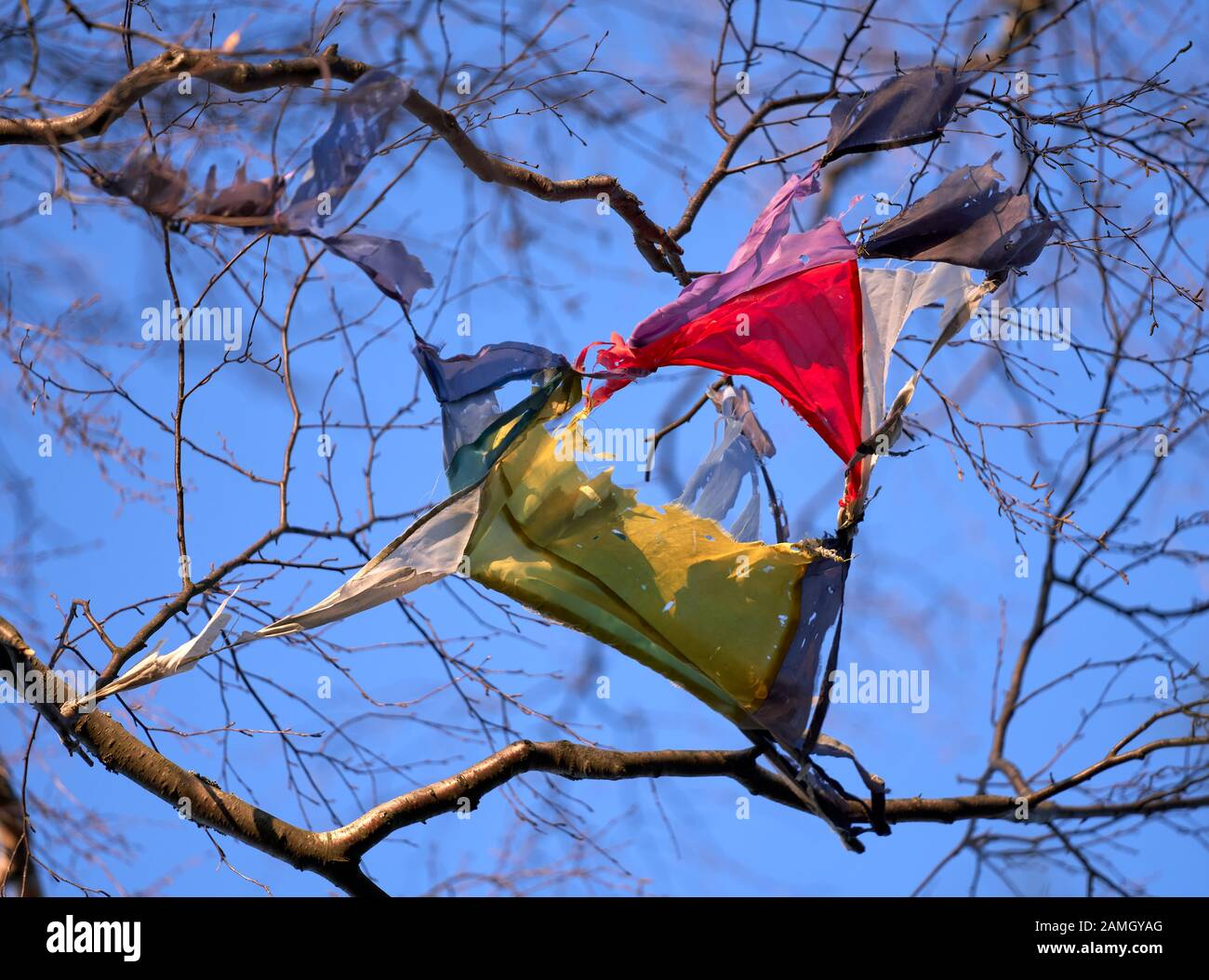 Broken colourful kite stuck in the birch tree in Helsinki, Finland Stock Photo