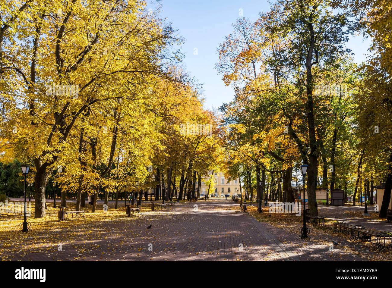 Yellow leaf fall in the park in golden autumn. Landscape with maples ...