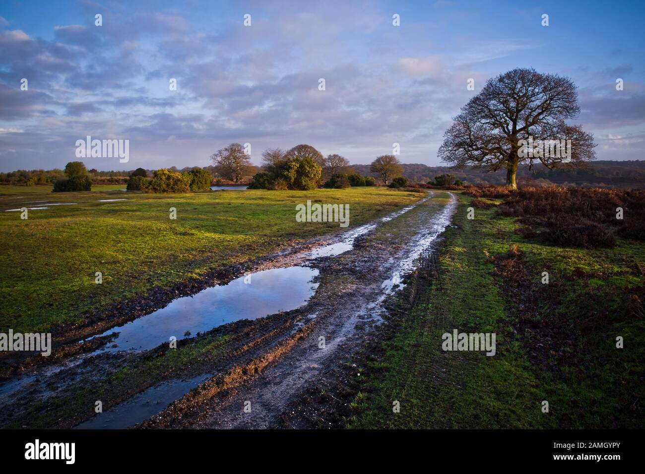 Puddles on a damp track lead past a tree on a winter morning in the New Forest National Park, Hampshire, England. Stock Photo