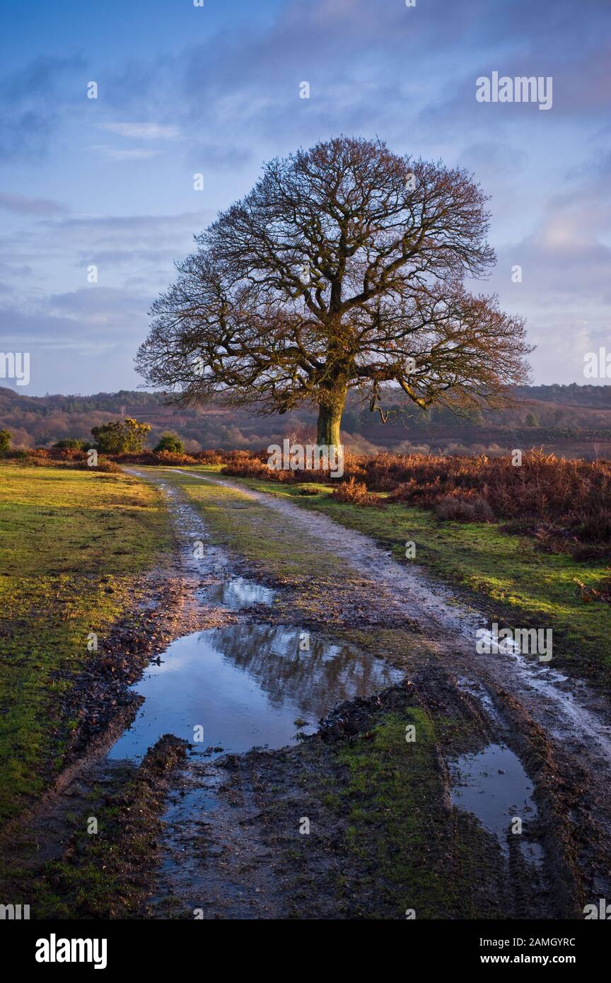 Puddles on a damp track lead past a tree on a winter morning in the New Forest National Park, Hampshire, England. Stock Photo