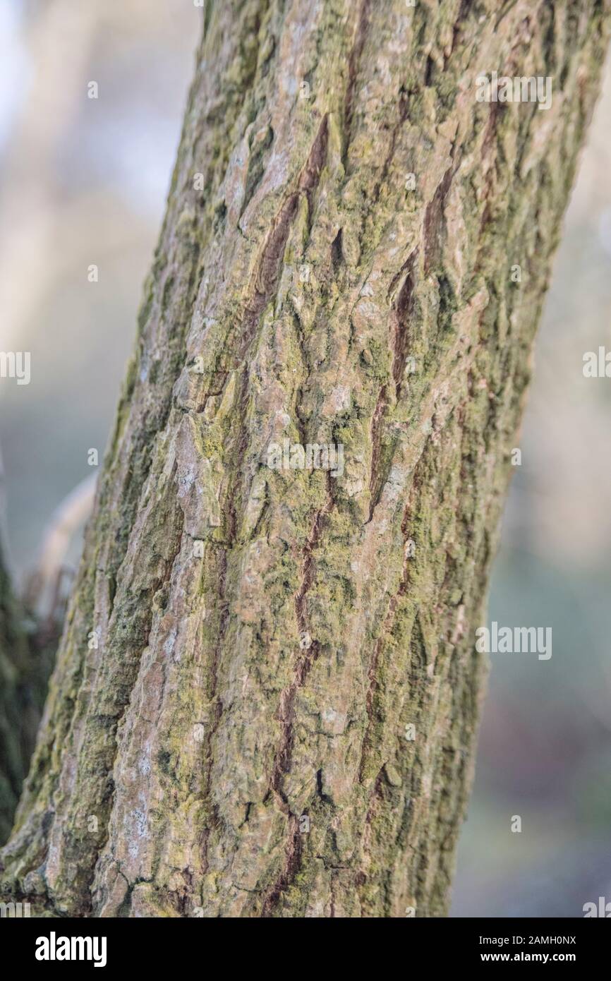 Elder Tree High Resolution Stock Photography and Images Alamy