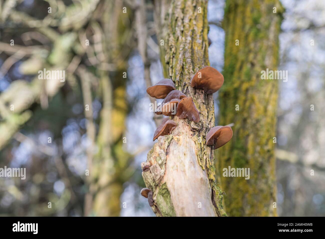 Wood Ears / Jew's Ear fungus Auricularia auriculajudae on Common