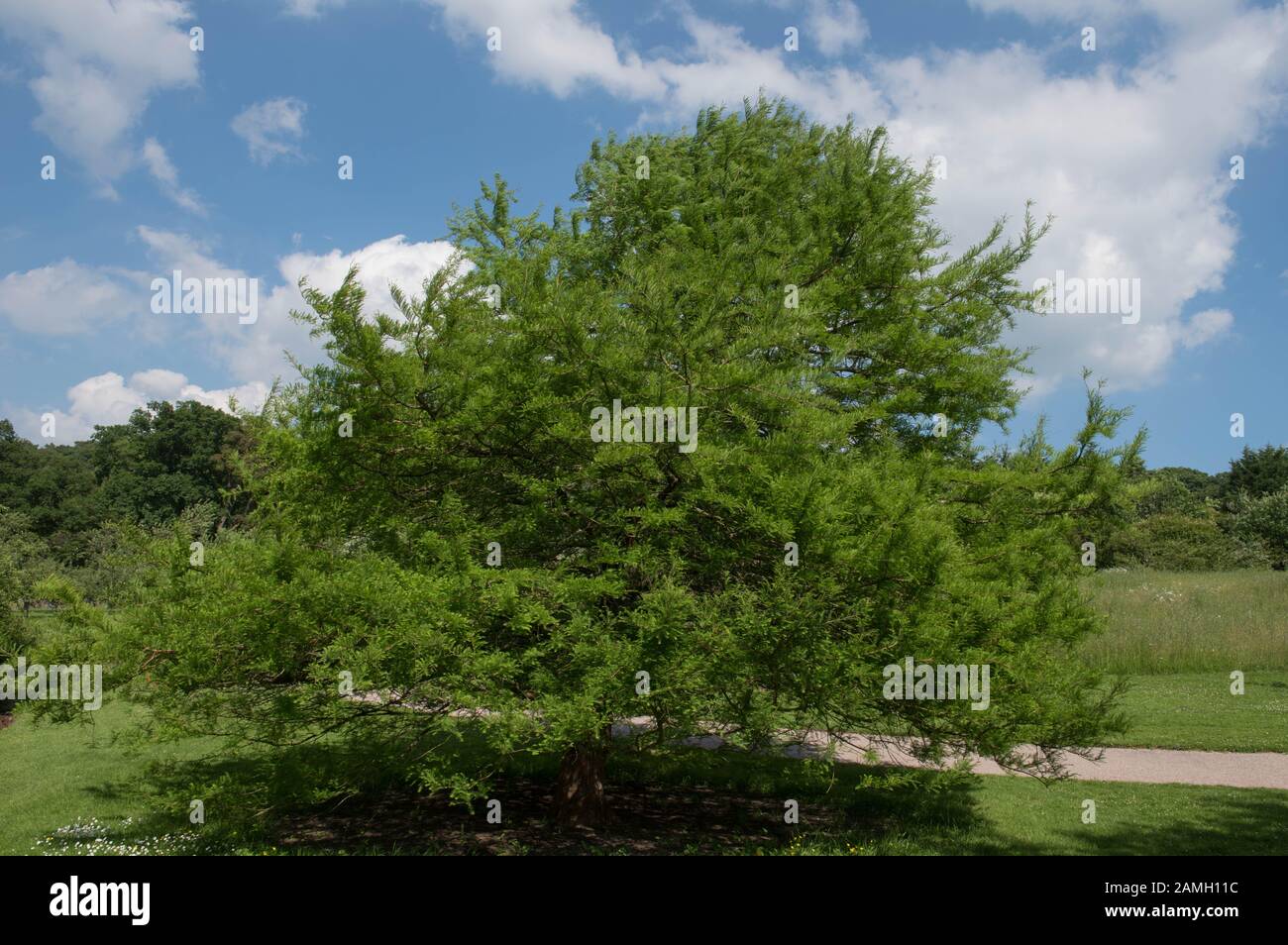 Spring Foliage of the Decidous Conifer Bald or Swamp Cypress Tree (Taxodium distichum) in a Park Stock Photo